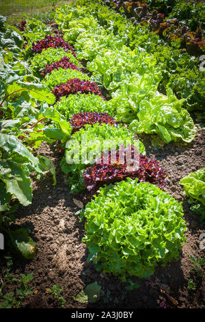 Rows of lettuce plants in a Somerset vegetable garden in June showing different coloured leaves and varieties in UK Stock Photo