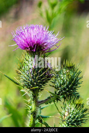 Marie Thistle flower in summer Stock Photo