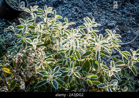 Evergreen leaves of Brachyglottis Senecio Sunshine frosted in January in UK Stock Photo