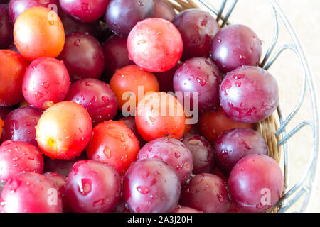 Washed whole violet, orange and yellow berries with water droplets on them gathered in wicker basket. Ripe cherry plum background. Stock Photo