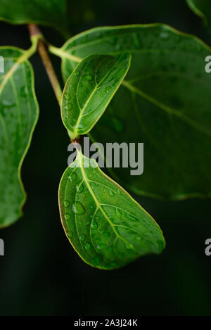 Closeup of green fresh leaves in front of dark background with water drops Stock Photo