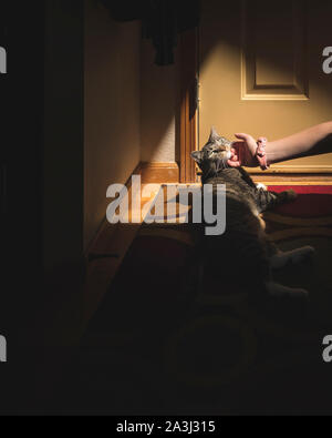 Girl hand scratches chin of calico cat lying on mat in patch of light Stock Photo