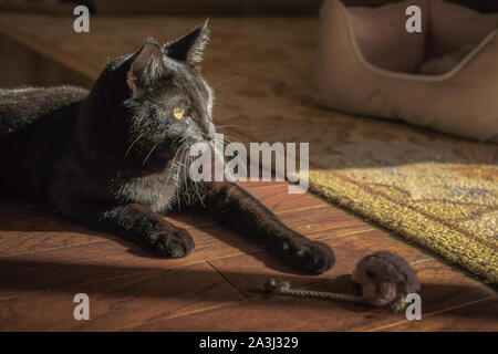 Black cat lies in sunshine spilling in window and plays with toy mouse Stock Photo