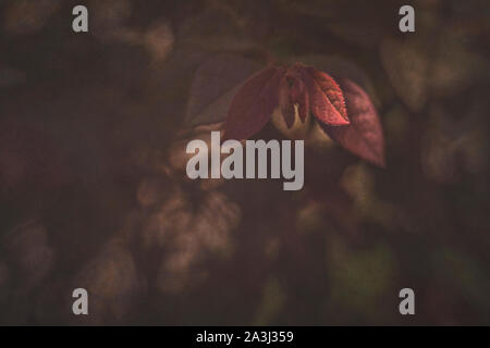 Dark moody loropetalum leaf macro with blurred background Stock Photo