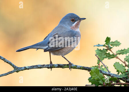 Male of subalpine warbler, (Sylvia cantillans), perched on a tree branch against a uniform background. Stock Photo