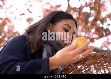 young woman with apple and basket in autumn Stock Photo