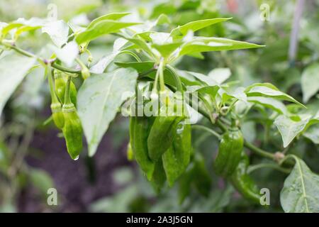 Capsicum chinense 'Golden Ghost' ghost pepper. Stock Photo