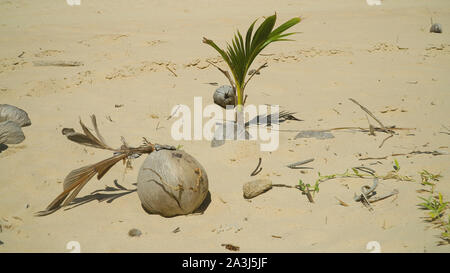 Coconut palm tree sprouting on beautiful beach. Summer and travel vacation concept Stock Photo
