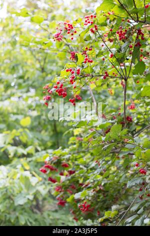 Viburnum trilobum 'Wentworth'. Stock Photo