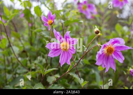 Dahlia sorensenii - wild dahlia flowers. Stock Photo