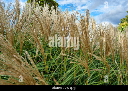 A close-up image of long grass gently blowing in the breeze on a summer’s day. Stock Photo