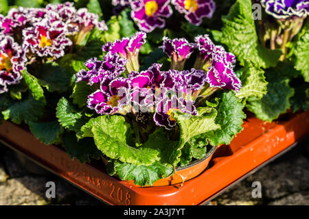 Hybrid primrose in spring Stock Photo