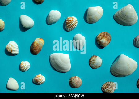 Pattern of colorful sea shells on blue background. Top view Stock Photo
