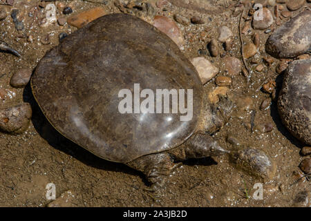 Midland Smooth Softshell (Apalone mutica mutica) from Otero County, Colorado, USA. Stock Photo