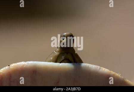 Midland Smooth Softshell (Apalone mutica mutica) from Otero County, Colorado, USA. Stock Photo