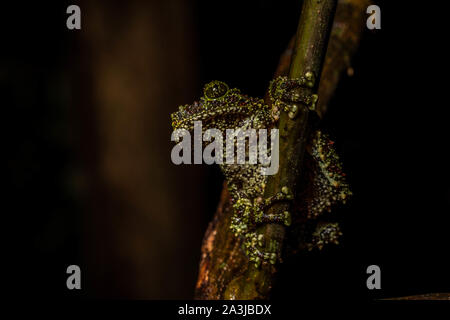 Vietnamese Mossy Frog (Theloderma corticale) from Ninh Bình Province, Vietnam. Stock Photo
