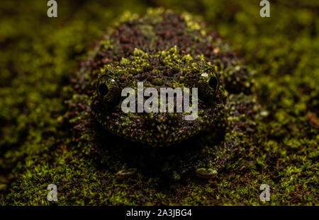 Vietnamese Mossy Frog (Theloderma corticale) from Ninh Bình Province, Vietnam. Stock Photo