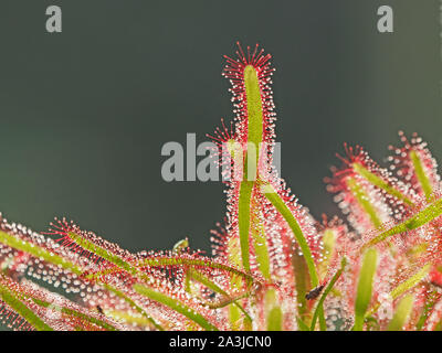 detail of pattern & texture of green and red Cape sundew, (Drosera capensis) carnivorous plants with plain background in Cumbria,England,UK