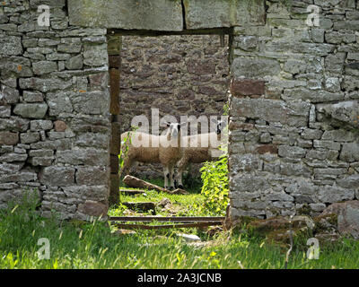 2 lambs taking vegetation & shelter in ruined overgrown stone barn framed by open doorway with cracked lintel look at camera in Cumbria, England, UK Stock Photo