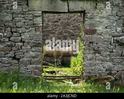 2 lambs taking vegetation & shelter in ruined overgrown stone barn framed by open doorway with cracked lintel look sideways in Cumbria, England, UK Stock Photo