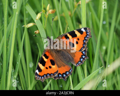 Small tortoiseshell butterfly (Aglais urticae) with blue spots on wings and barred antennae resting in damp grass in Cumbria,England,UK Stock Photo