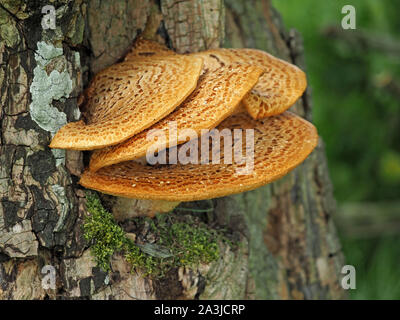 detailed image of Dryad's Saddle fungus (Polyporus squamosus) on tree trunk with lichen and moss on bark in Cumbria, England, UK Stock Photo