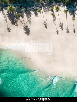Beautiful top aerial with coconut and palm trees on a tropical beach with nice turquoise water swimmers, surfers and people enjoying a holiday. Stock Photo