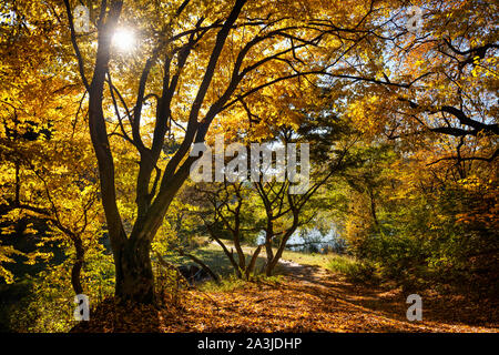 Beautiful morning in a fall forest with sun shining through golden leaves