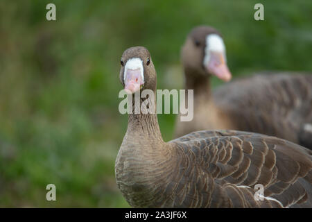 Greater, European, or Russian,  White-fronted Geese (Anser albifrons). Stock Photo