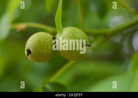 Raw organic green walnuts on the tree Stock Photo