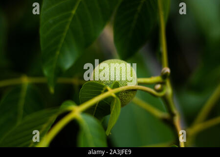 Raw organic green walnuts on the tree Stock Photo