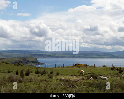 Sheep on Rathlin Island, the North Ireland coast in the background Stock Photo