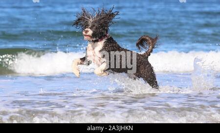A Portuguese water dog enjoying running, playing and splashing in the ocean. Stock Photo