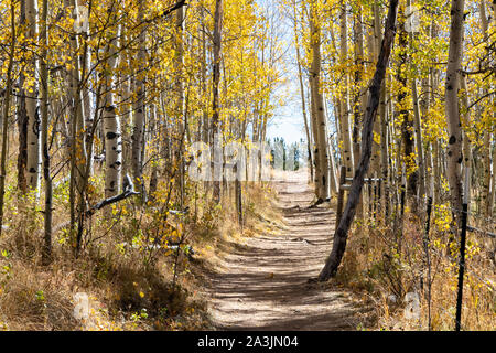 Dirt hiking trail winds through a golden fall aspen forest in the Colorado Rocky Mountains on a bright sunny fall day Stock Photo