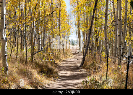 Dirt hiking trail winds through a golden fall aspen forest in the Colorado Rocky Mountains on a bright sunny fall day Stock Photo