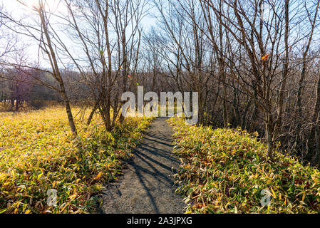 withered trees and footpath in the woodland in sunny day. A hiking concept backgrounds. Kushiro Shitsugen national park, Hokkaido, Japan Stock Photo