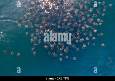 Aerial view of a very large school of mobula rays, mobula munkiana, feeding at the surface, Sea of Cortes, Baja California, Mexico. Stock Photo