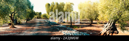 Olive grove. Old trees with bent trunks in the sunlight. Ripe fruits on the branches. Panorama. Stock Photo