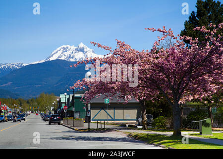 Downtown Squamish, BC in Spring with cherry tree blooming and Mt. Garibaldi in the distance. Stock Photo