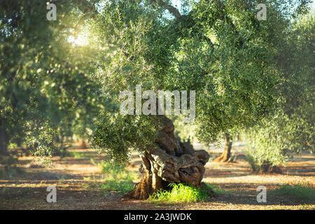 Old olive tree in the sunshine. The background is blurry. Scenery landscape Stock Photo