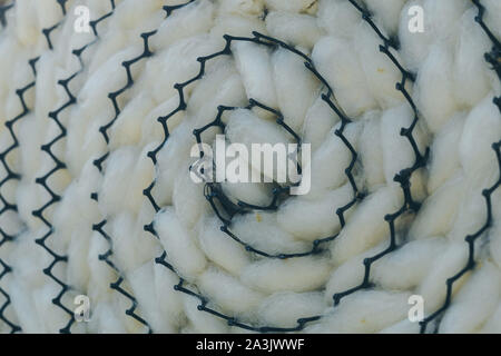 Close up to natural white silkworm cocoon shell in black plastic weave tray. Silkworm cocoon background. Stock Photo