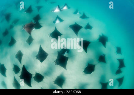 Underwater view of a large school of mobula rays, mobula munkiana, in shallow water, Sea of Cortes, Baja California, Mexico. Stock Photo