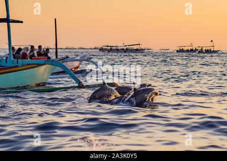 Free dolphins in the sea jump out of the water near the boat Stock Photo