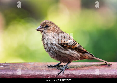 Close up of House Finch (Haemorhous mexicanus) standing on a wooden ledge; San Francisco Bay Area, California; blurred green background Stock Photo