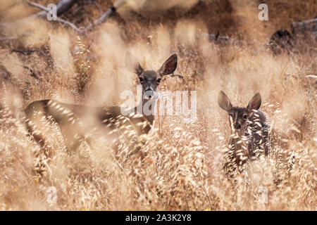 Black-tailed deer barely visible in the tall grass, at sunset; San Francisco Bay Area, California Stock Photo