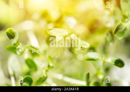 bean sprout from sunflower seed green plant fresh with water drop Stock Photo