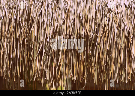 Palm roof  texture close up. Tropical background Stock Photo