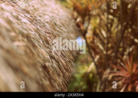 Palm roof close up on a background of tropical plants, retro style toned Stock Photo