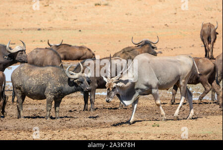 An Eland antelope at a busy waterhole in Southern African savannah