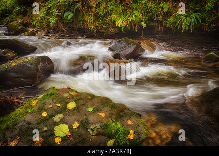 Autumn at Melincourt Brook Stock Photo